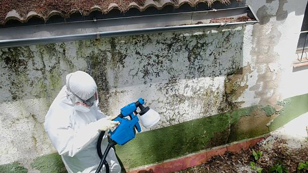 Top rated local Mold Remediation specialists in Casselberry, FL